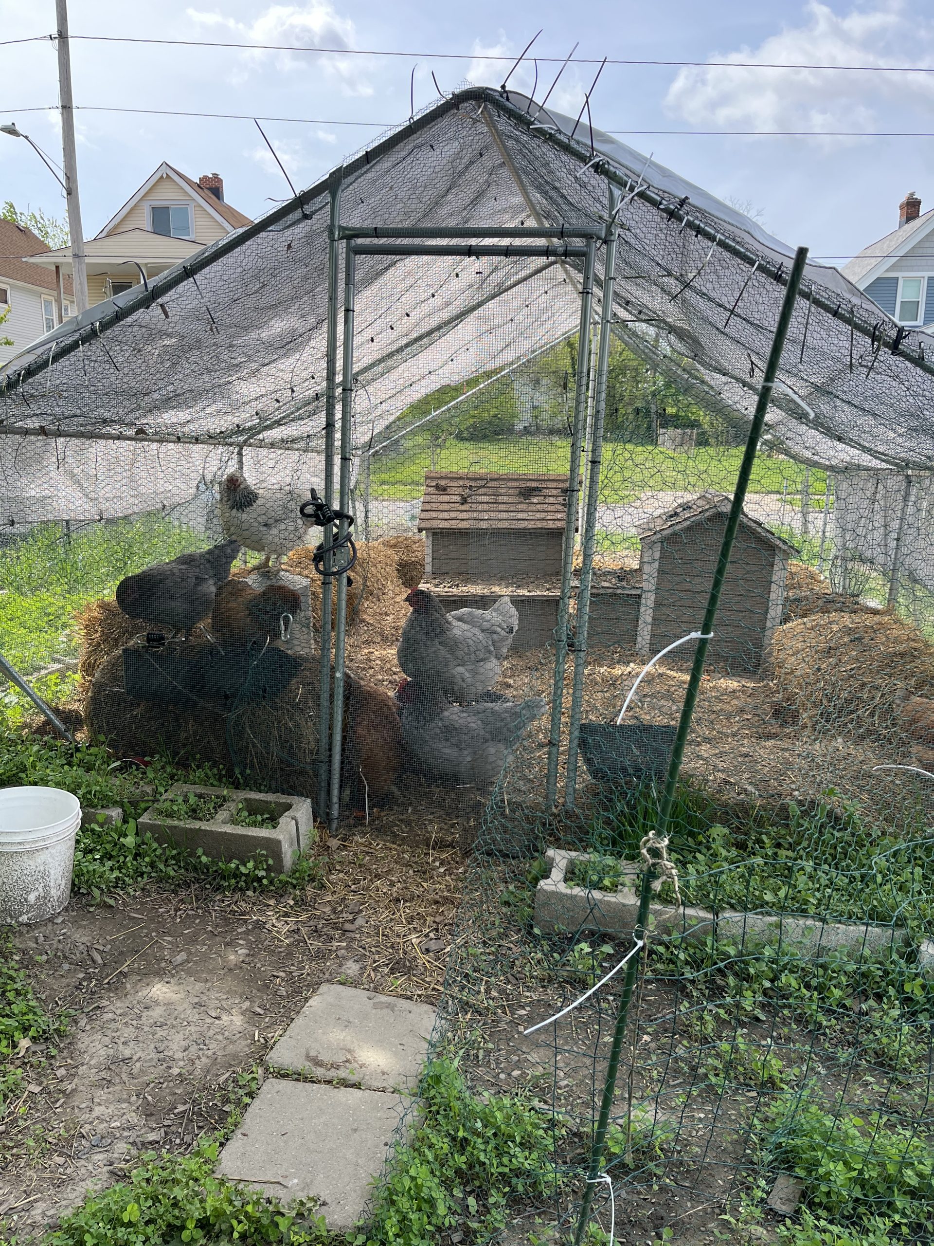 A chicken coop on a residential farm.